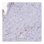 Merck Anti-NPY antibody produced in rabbit