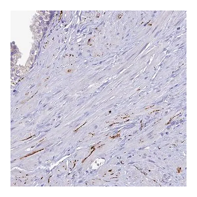 Merck Anti-NPY antibody produced in rabbit