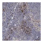 Merck Anti-IL1RAP antibody produced in rabbit