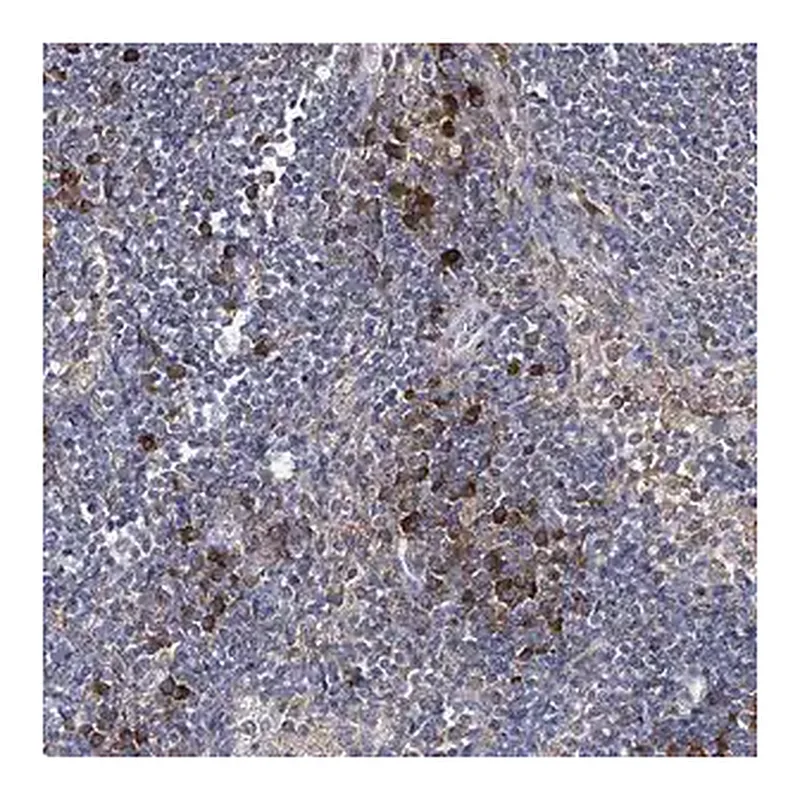 Merck Anti-IL1RAP antibody produced in rabbit