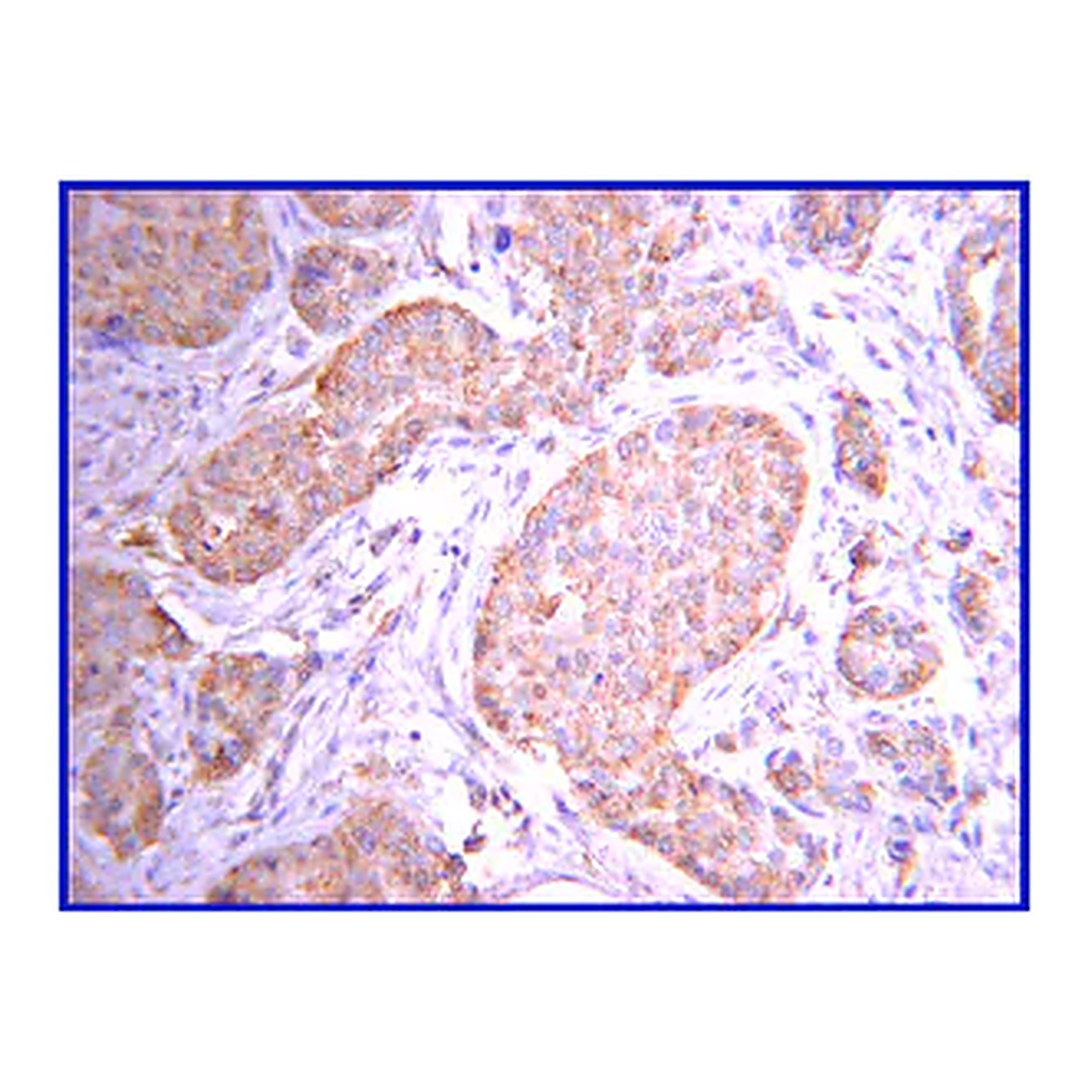 Merck Anti-JAK2 Antibody, clone 8E10.2