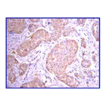 Merck Anti-JAK2 Antibody, clone 8E10.2