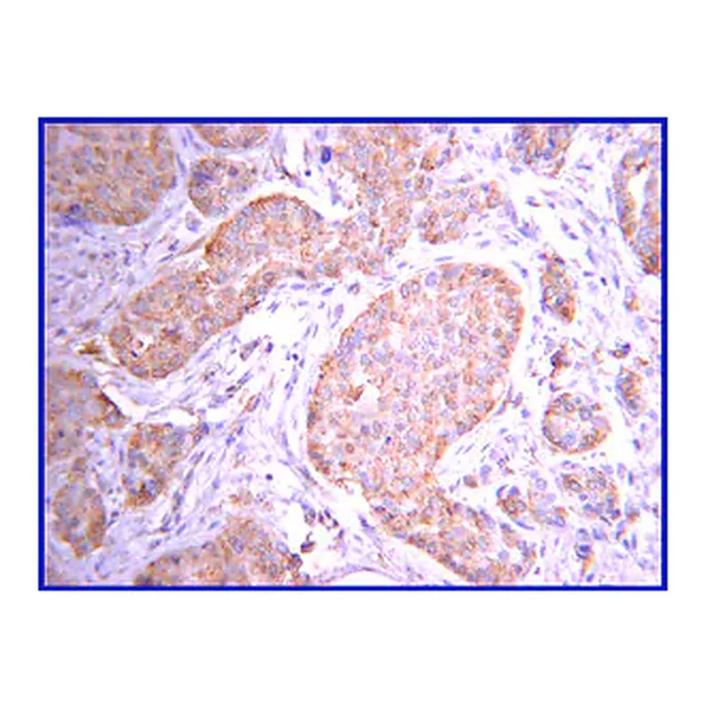 Merck Anti-JAK2 Antibody, clone 8E10.2