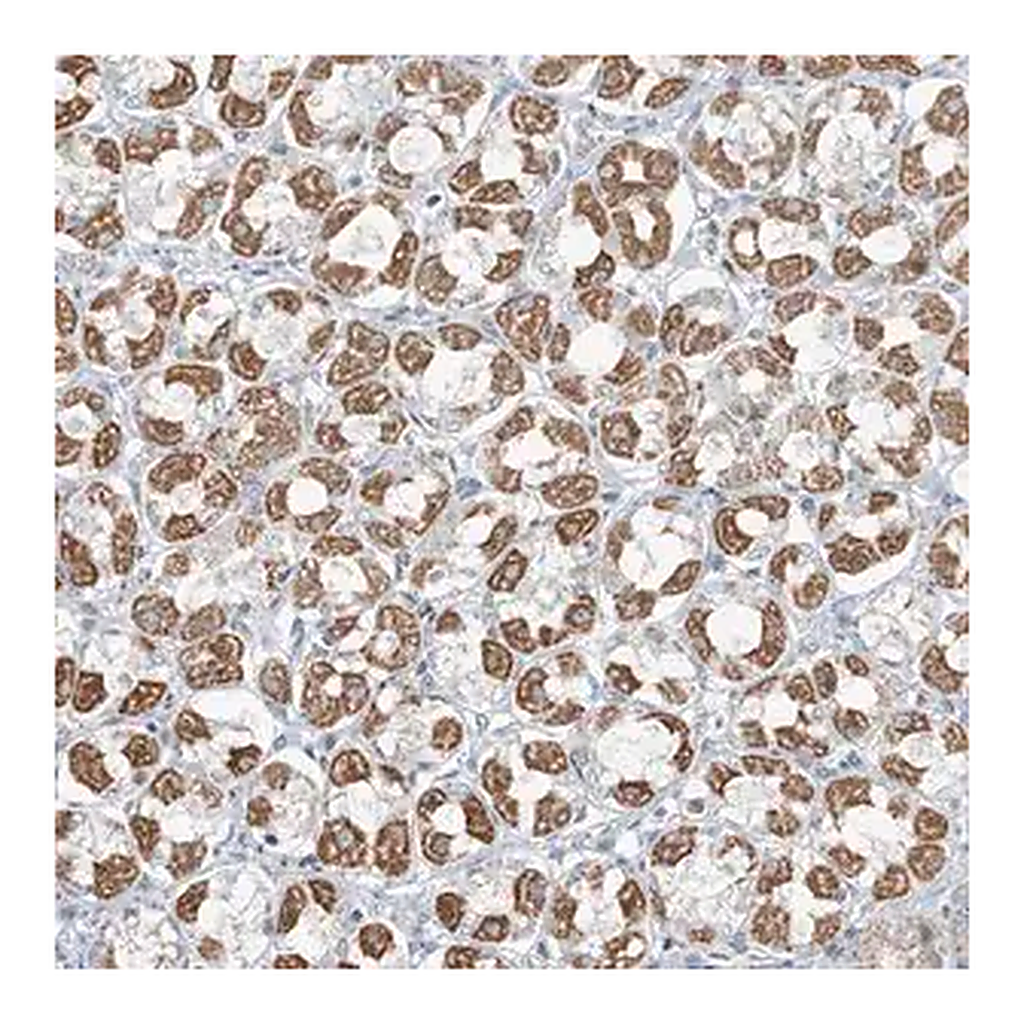 Merck Anti-PILRB antibody produced in rabbit