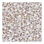 Merck Anti-PILRB antibody produced in rabbit
