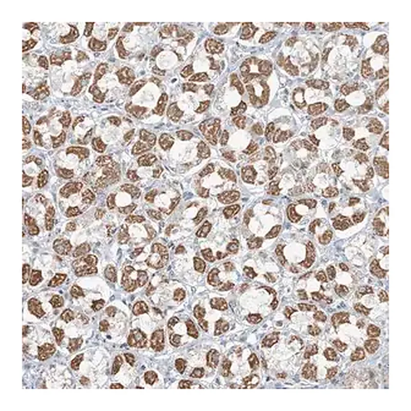 Merck Anti-PILRB antibody produced in rabbit