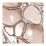 Merck Anti-STC1 antibody produced in rabbit