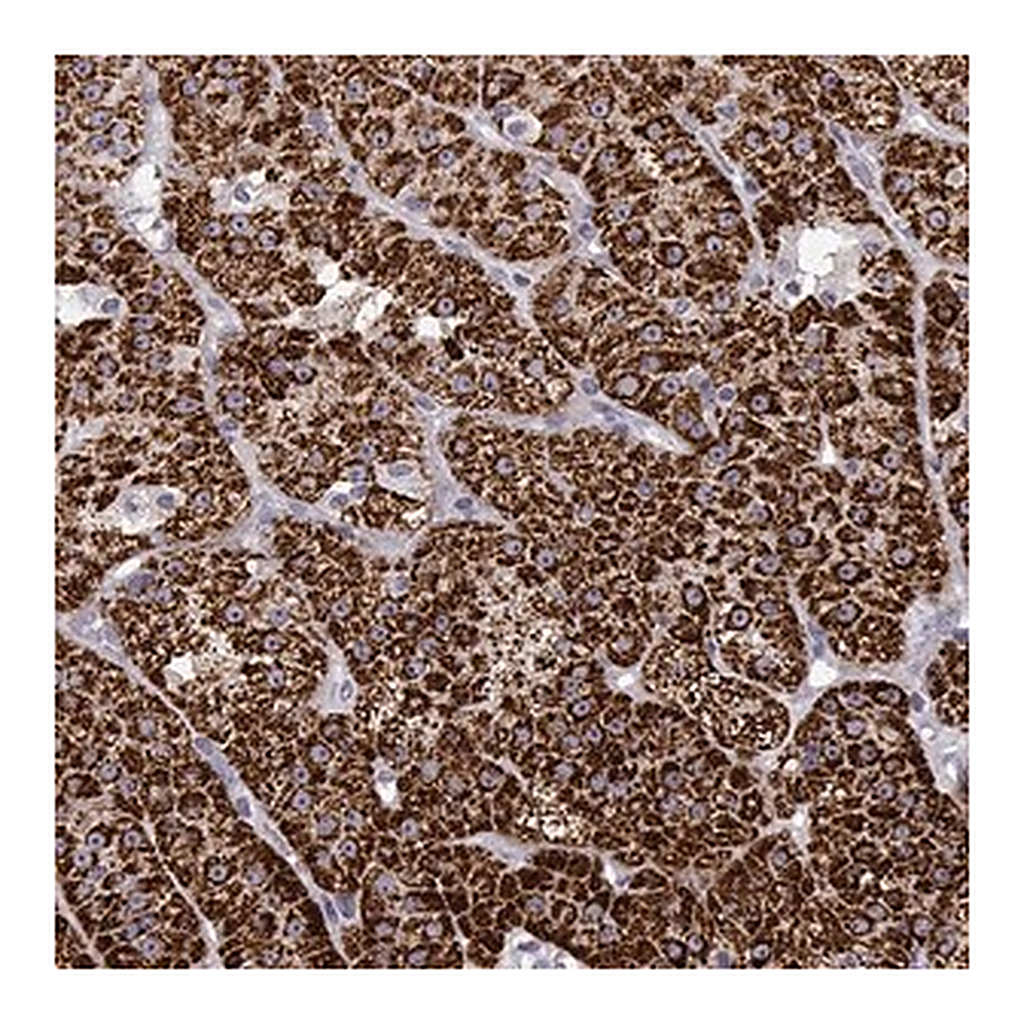 Merck Anti-CYP11B1 antibody produced in rabbit