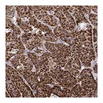 Merck Anti-CYP11B1 antibody produced in rabbit