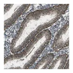 Merck Anti-EIF2AK1 antibody produced in rabbit