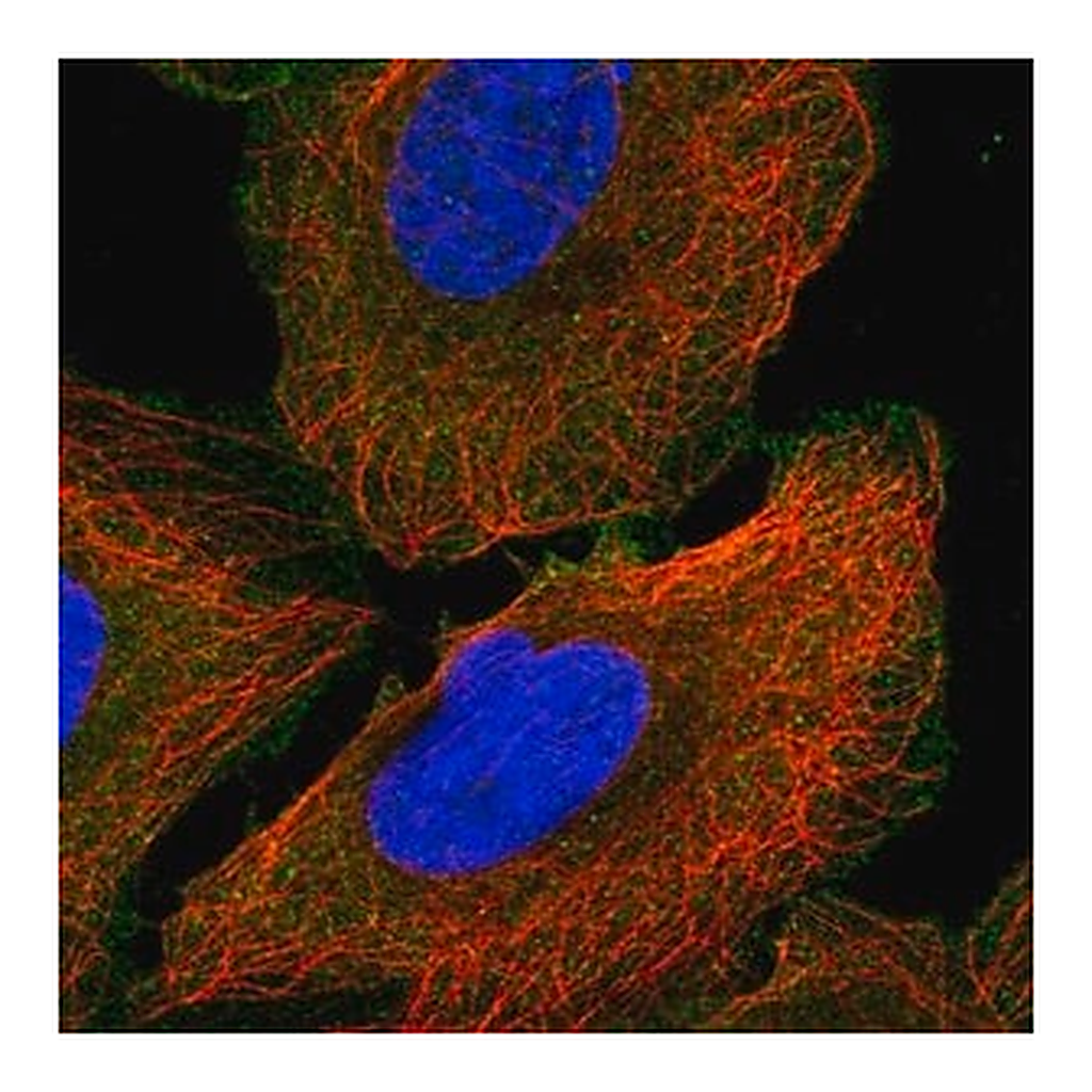 Merck Anti-ANK3 antibody produced in rabbit