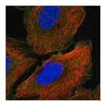 Merck Anti-ANK3 antibody produced in rabbit