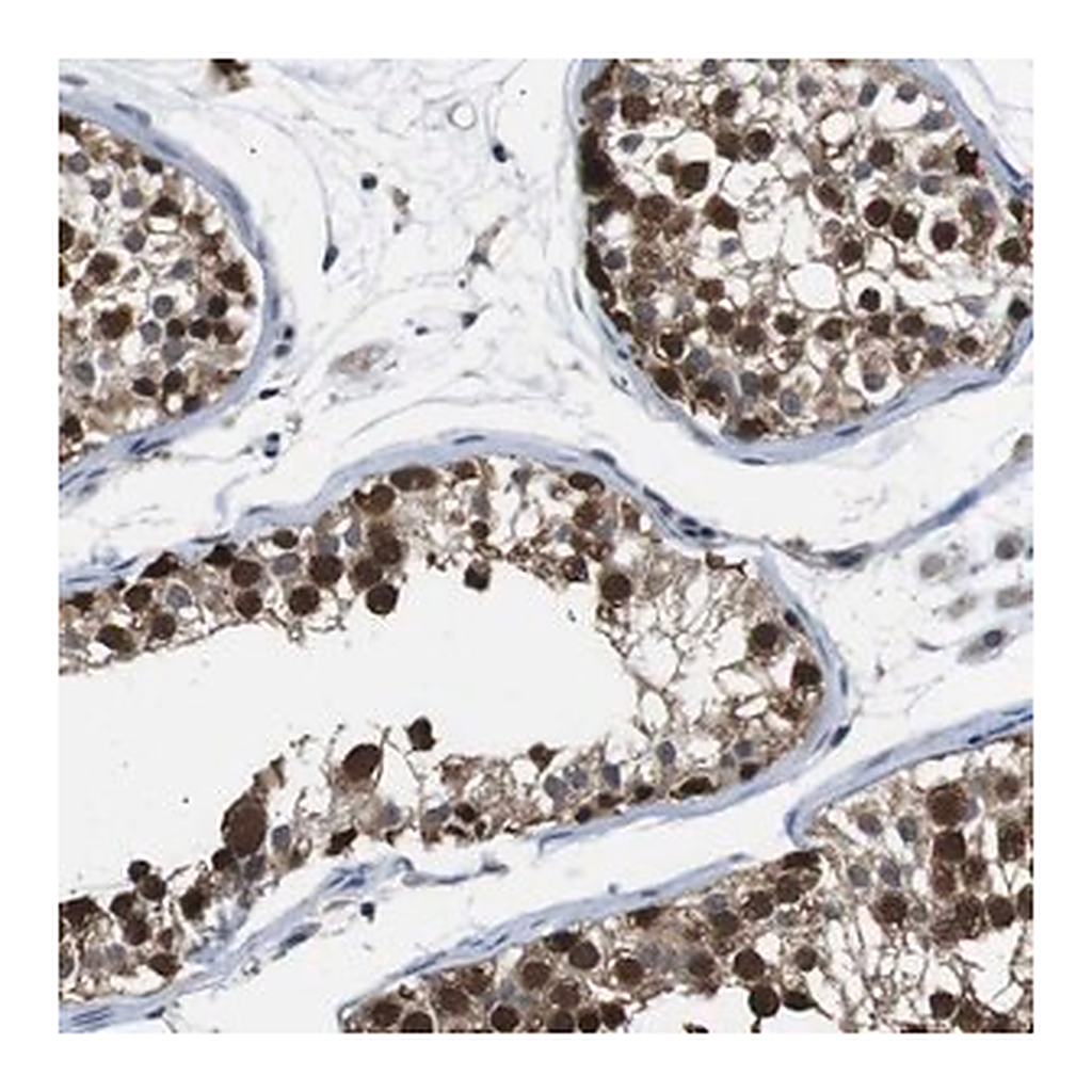 Merck Anti-UBXN1 antibody produced in rabbit