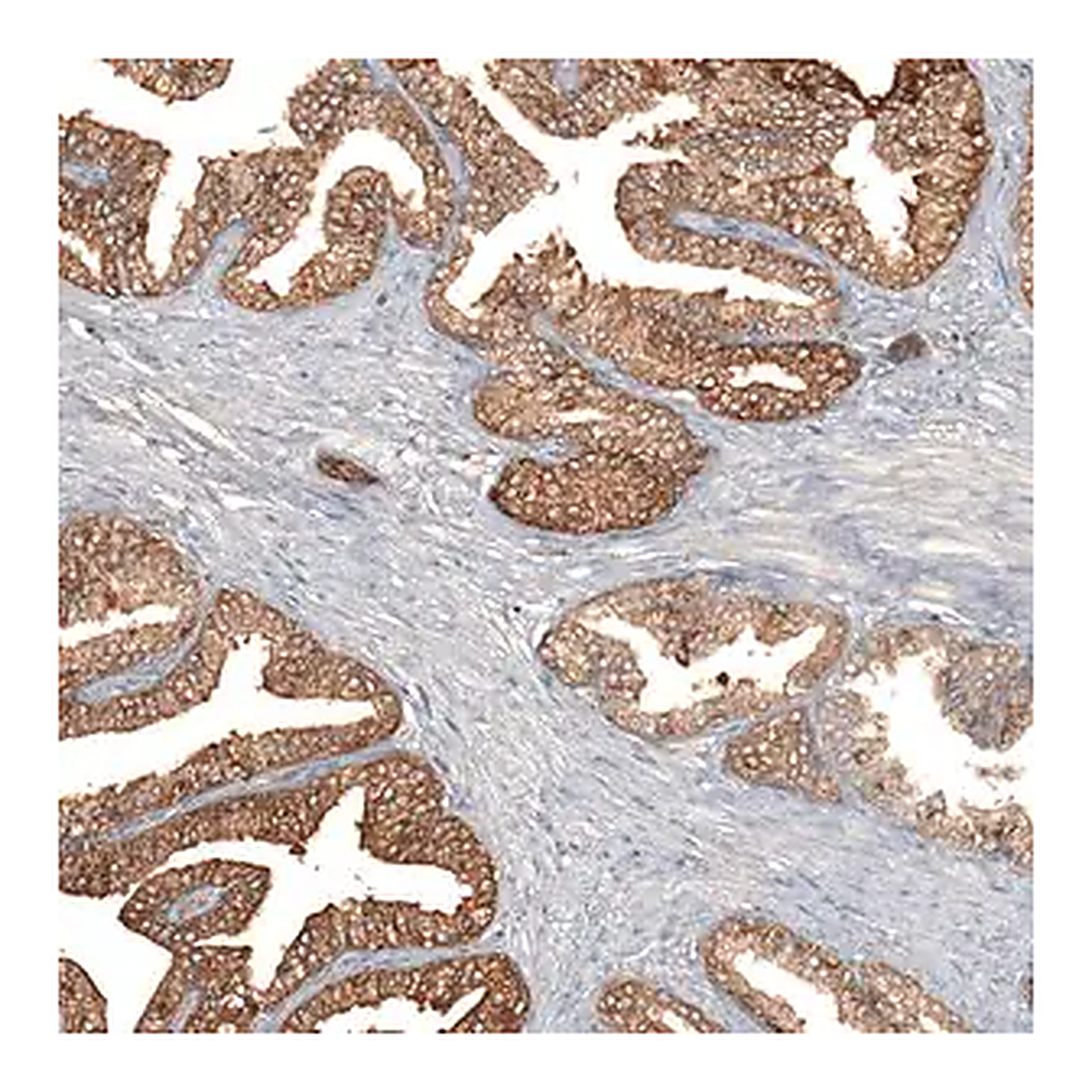 Merck Anti-F8A1 antibody produced in rabbit