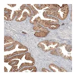 Merck Anti-F8A1 antibody produced in rabbit