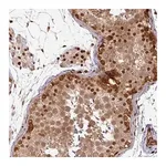 Merck Anti-SIK3 antibody produced in rabbit