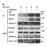 Merck Anti-TRIM65 antibody produced in rabbit