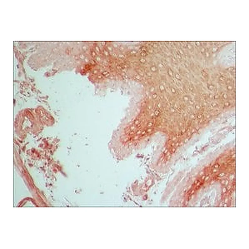 Merck Anti-Fibroblast Growth Factor Receptor-1 antibody produced in rabbit