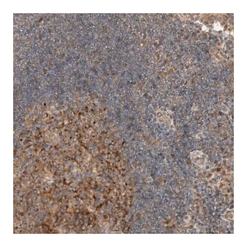Merck Anti-KLHL6 antibody produced in rabbit