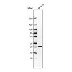 Merck Anti-RIT1 antibody produced in rabbit