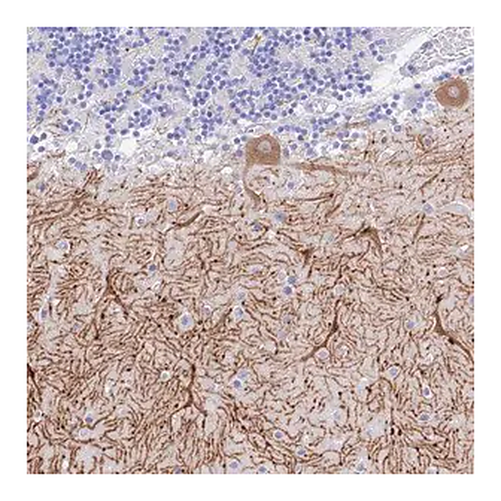 Merck Anti-GNG13 antibody produced in rabbit