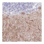 Merck Anti-GNG13 antibody produced in rabbit