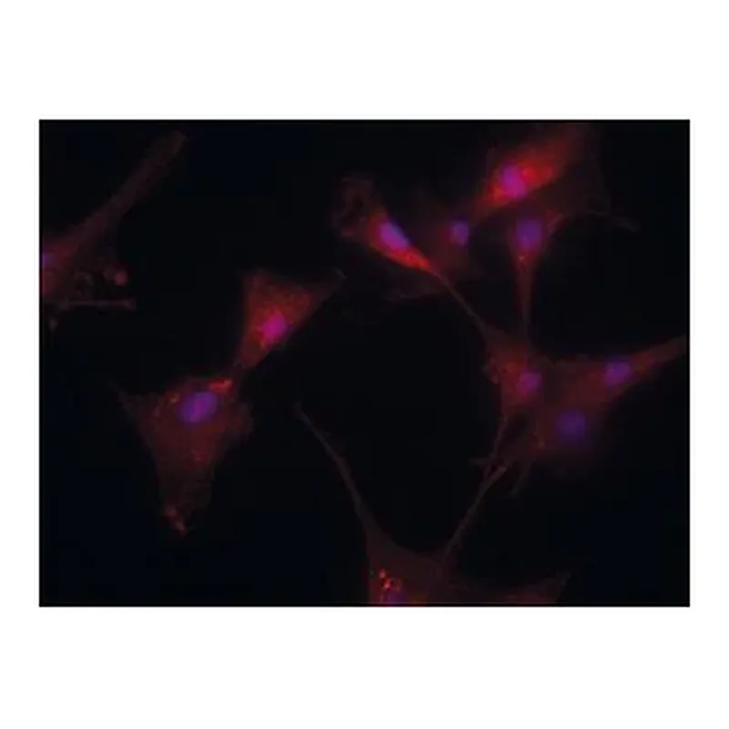 Merck Anti-Transglutaminase-2 (C-terminal) antibody produced in rabbit