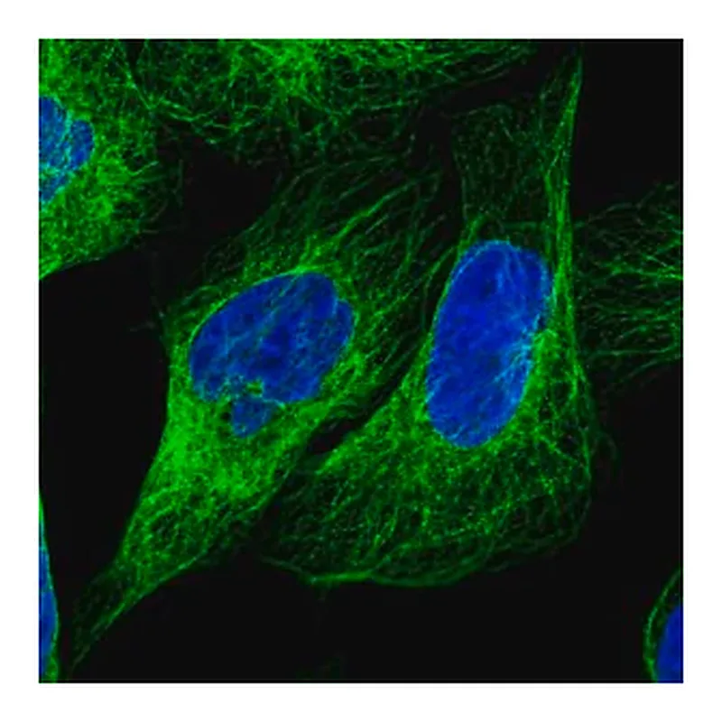 Merck Anti-LARP6 antibody produced in rabbit