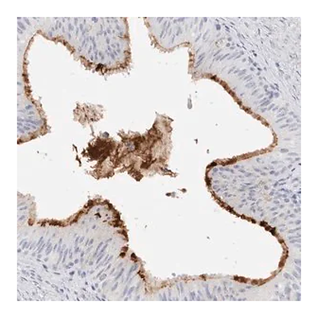 Merck Anti-MUC15 antibody produced in rabbit
