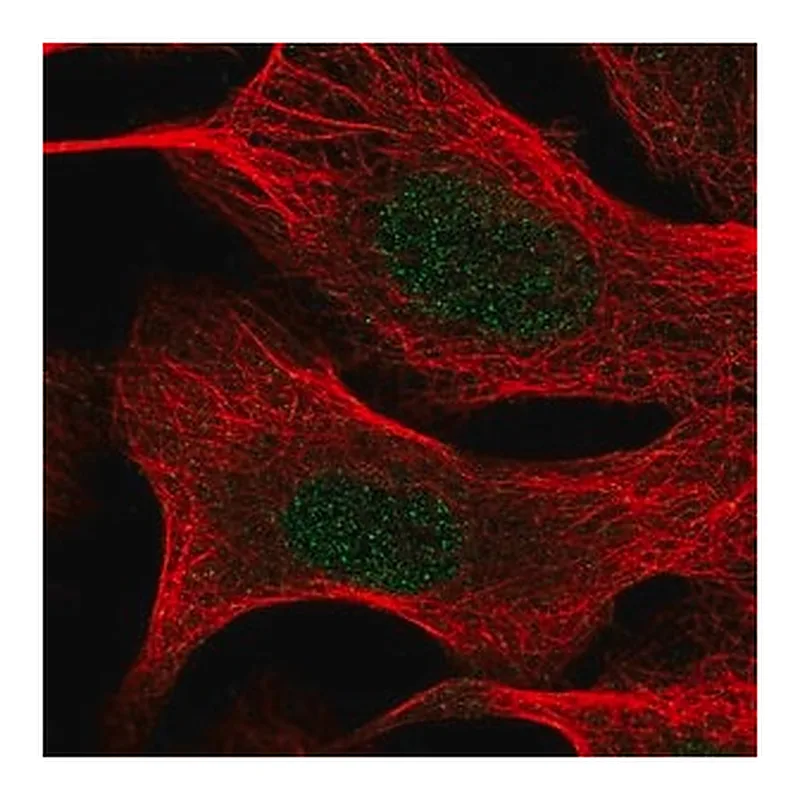 Merck Anti-TIA1 antibody produced in rabbit
