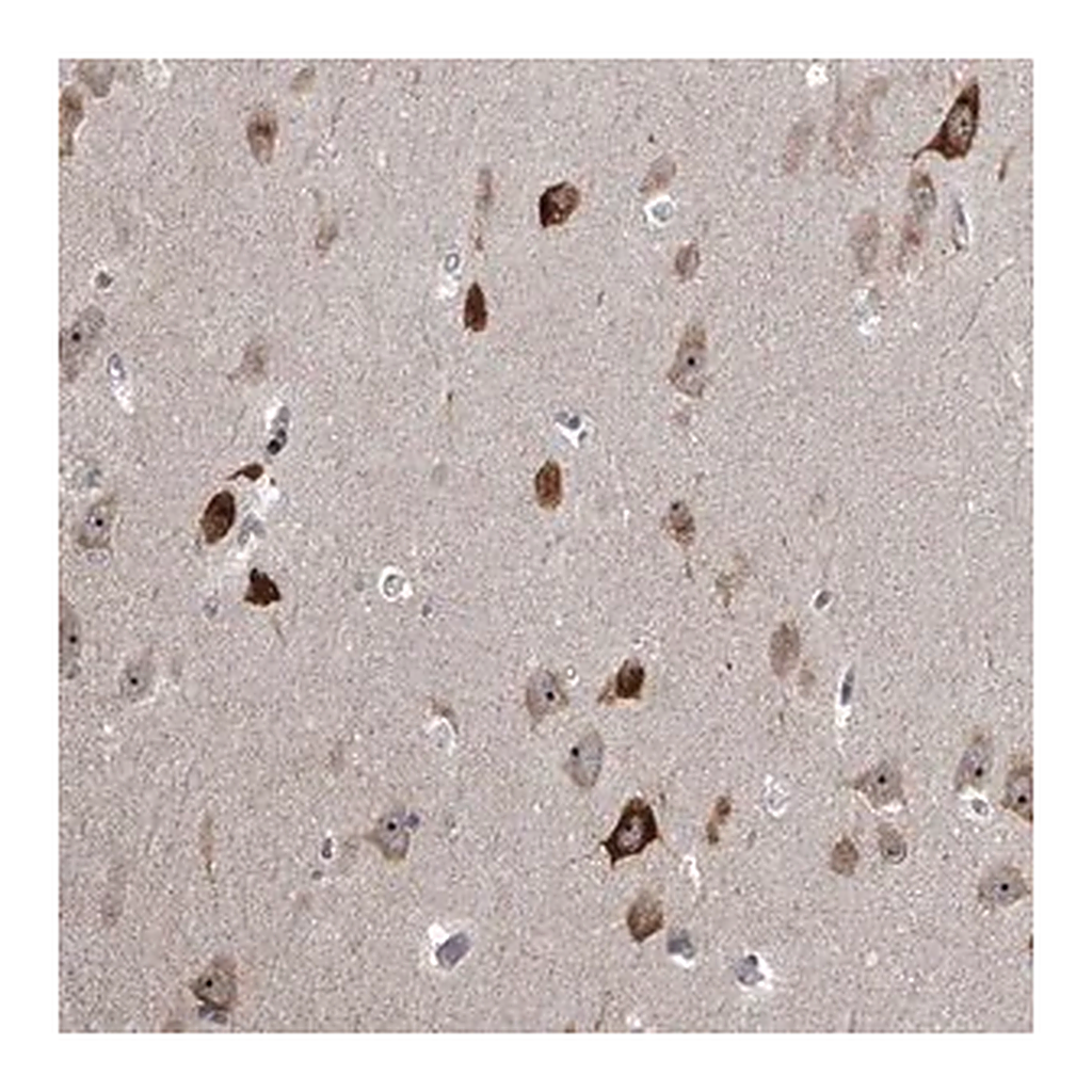Merck Anti-MLLT1 antibody produced in rabbit