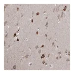 Merck Anti-MLLT1 antibody produced in rabbit