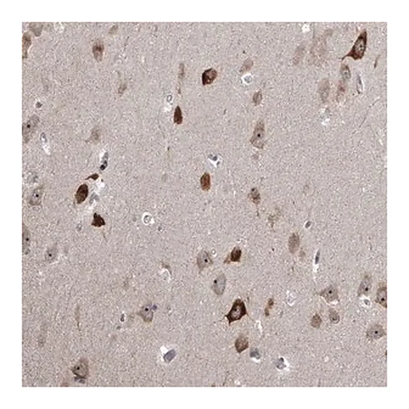 Merck Anti-MLLT1 antibody produced in rabbit