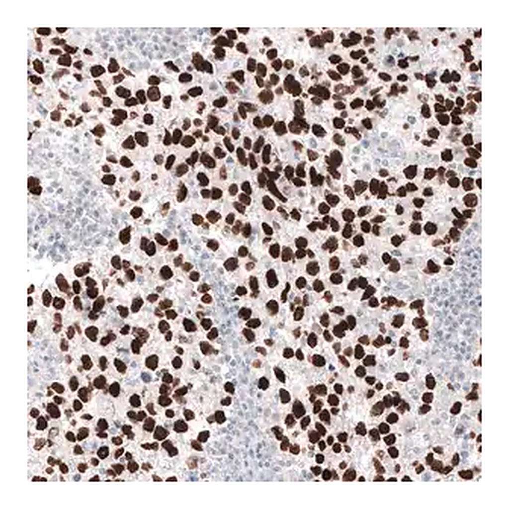 Merck Monoclonal Anti-NANOG antibody produced in mouse