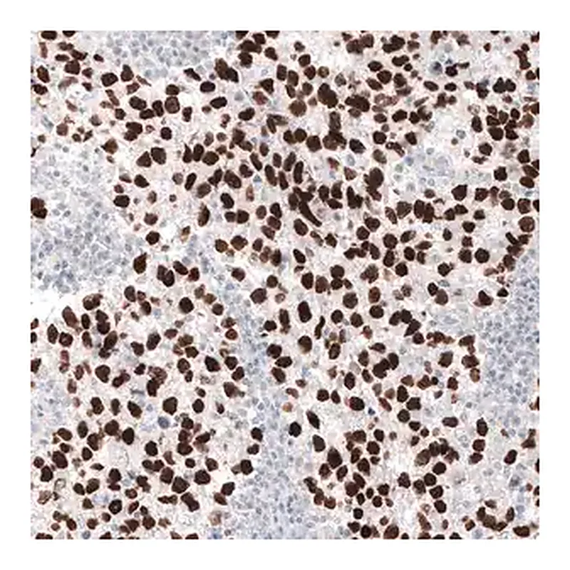Merck Monoclonal Anti-NANOG antibody produced in mouse