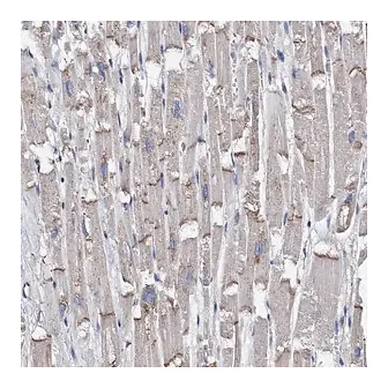 Merck Anti-MYZAP antibody produced in rabbit