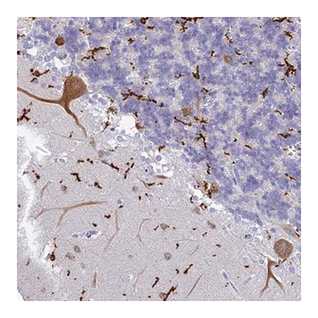 Merck Anti-CEP152 antibody produced in rabbit