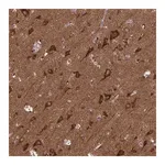 Merck Anti-MCCC1 antibody produced in rabbit