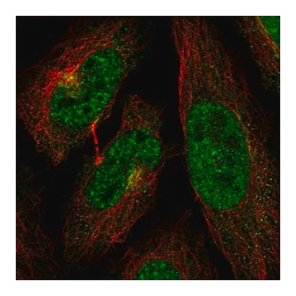 Merck Anti-CDK13 antibody produced in rabbit