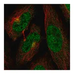 Merck Anti-CDK13 antibody produced in rabbit