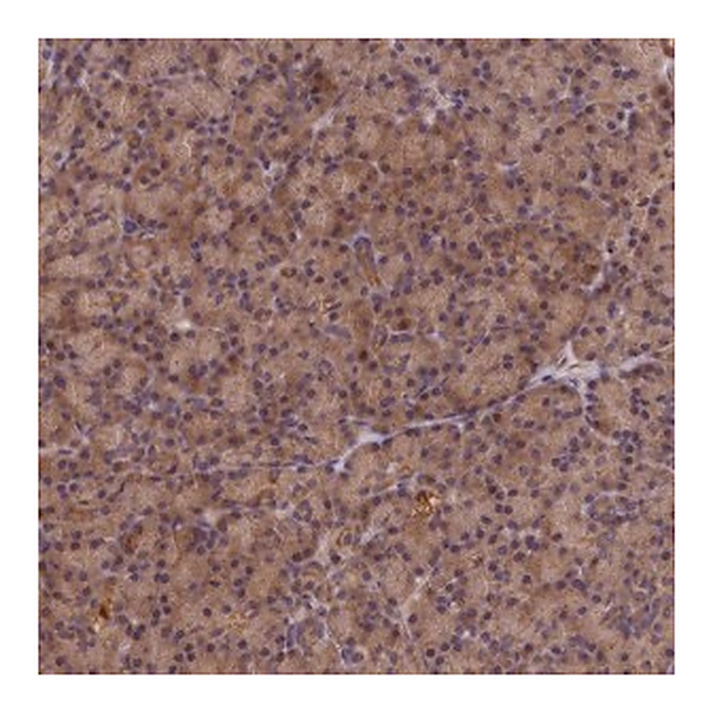 Merck Anti-KIAA0100 antibody produced in rabbit