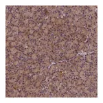 Merck Anti-KIAA0100 antibody produced in rabbit