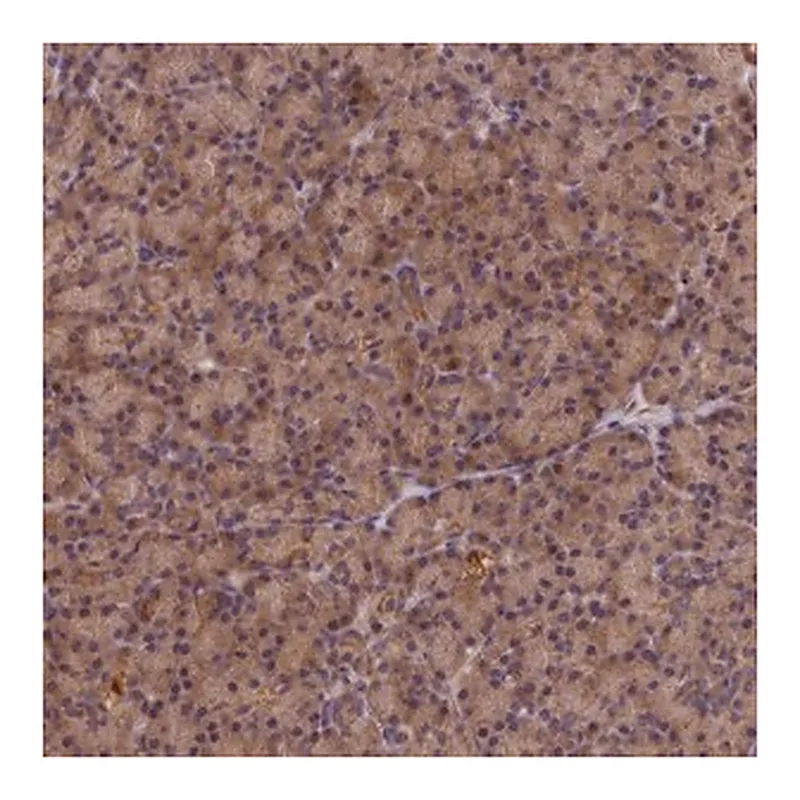 Merck Anti-KIAA0100 antibody produced in rabbit