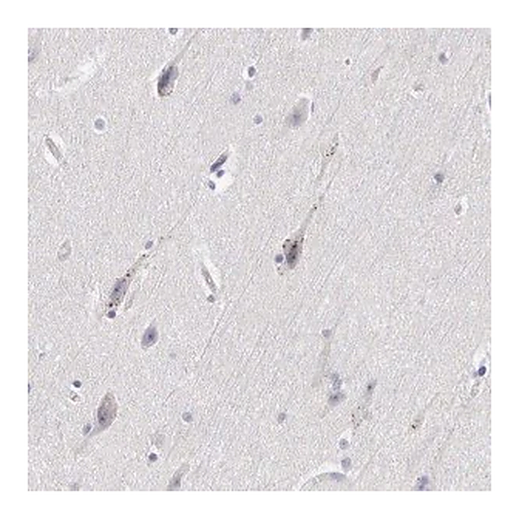 Merck ANTI-ELFN2 antibody produced in rabbit
