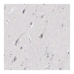 Merck ANTI-ELFN2 antibody produced in rabbit