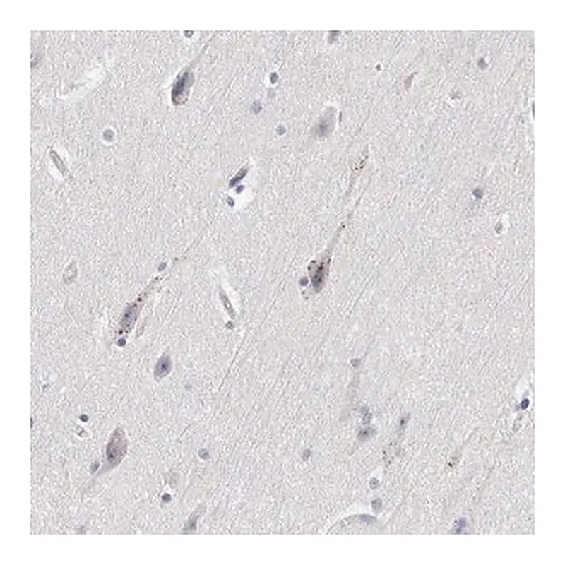 Merck ANTI-ELFN2 antibody produced in rabbit