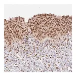 Merck Anti-NFE2L1 antibody produced in rabbit