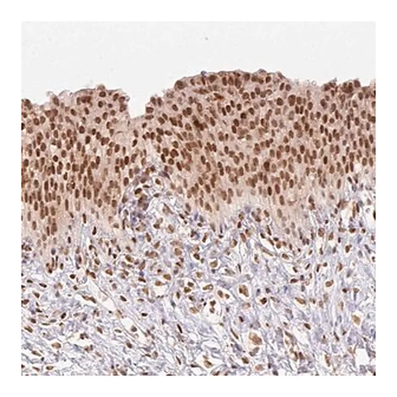 Merck Anti-NFE2L1 antibody produced in rabbit