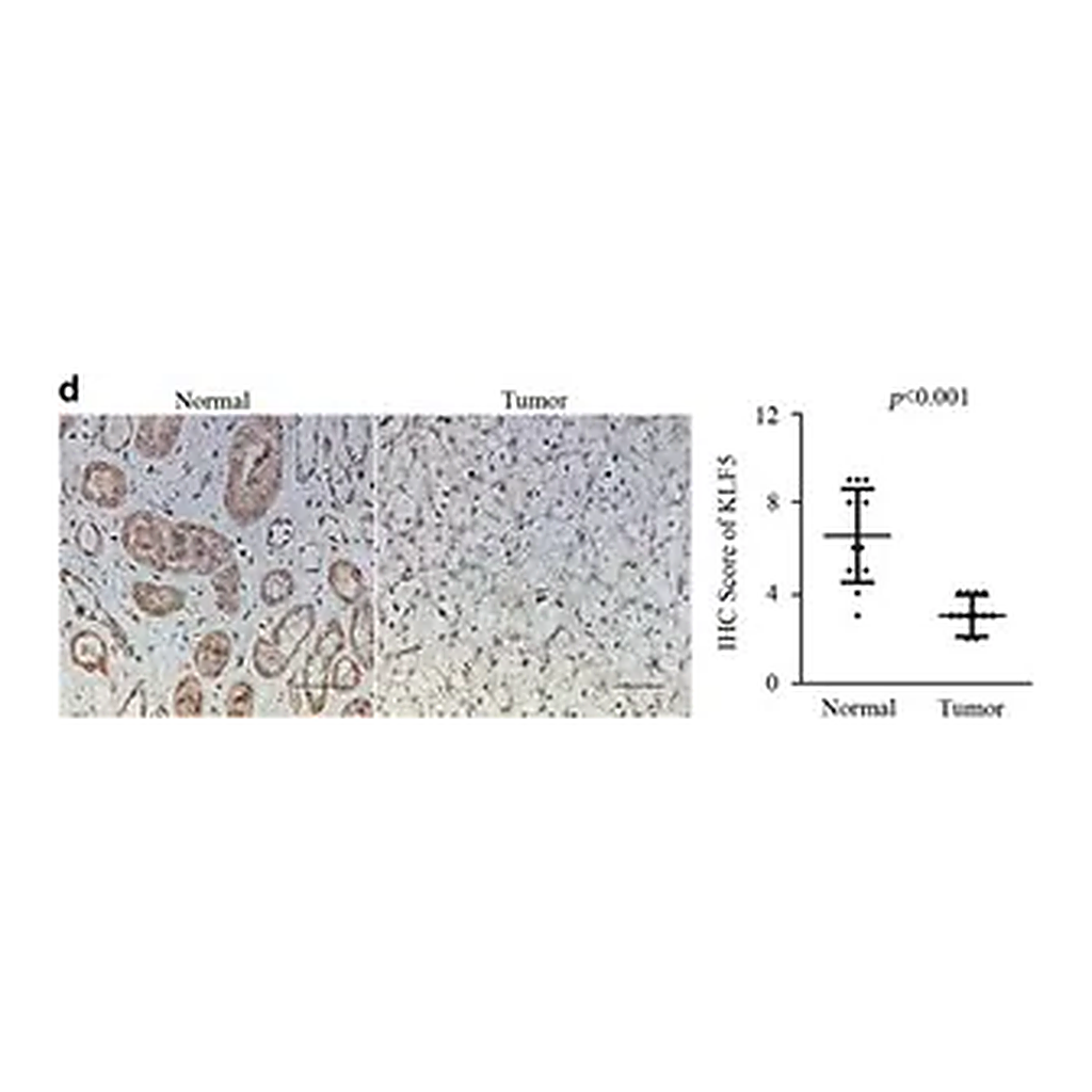 Merck Anti-KLF5 antibody produced in rabbit