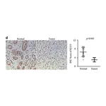 Merck Anti-KLF5 antibody produced in rabbit